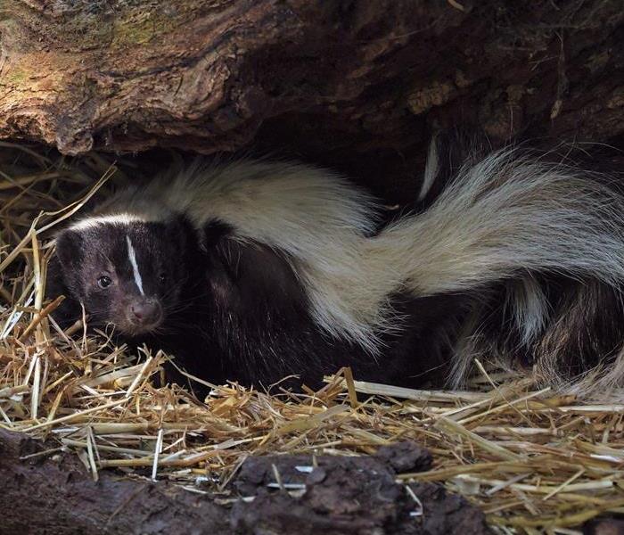 skunk in hay
